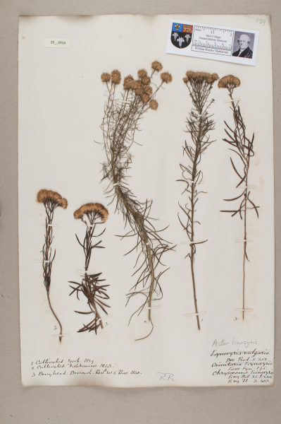 NHM_HH_29.14-2010 image NHM_HH_29.14-2010