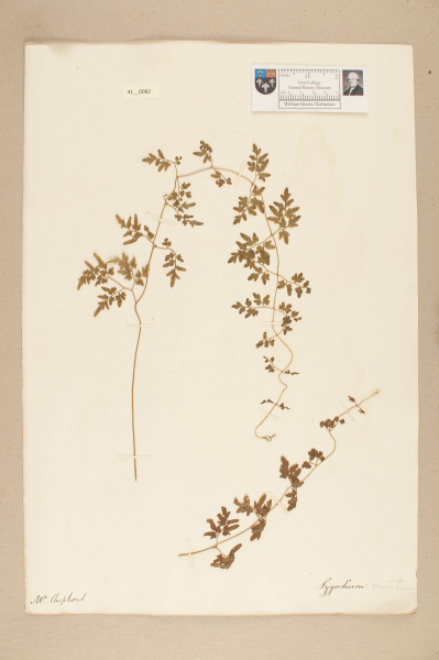 NHM_HH_41.82-2010 image NHM_HH_41.82-2010