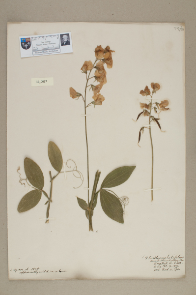 image NHM_HH_15.57-2010