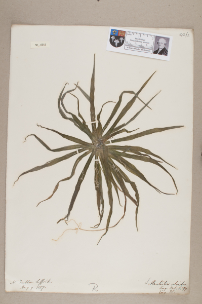 NHM_HH_30.11-2010 image NHM_HH_30.11-2010