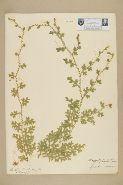 NHM_HH_42.24-2010 image NHM_HH_42.24-2010