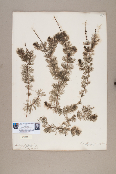 NHM_HH_17.3-2010 image NHM_HH_17.3-2010