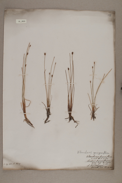 NHM_HH_32.19-2010 image NHM_HH_32.19-2010