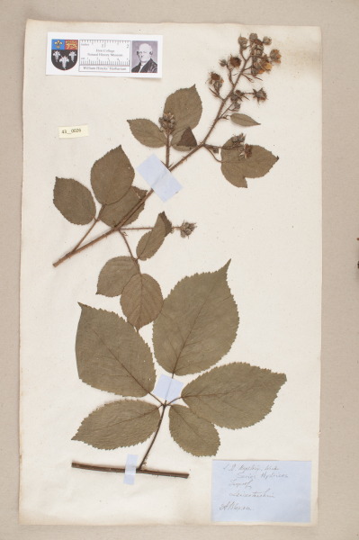 NHM_HH_43.26-2010 image NHM_HH_43.26-2010