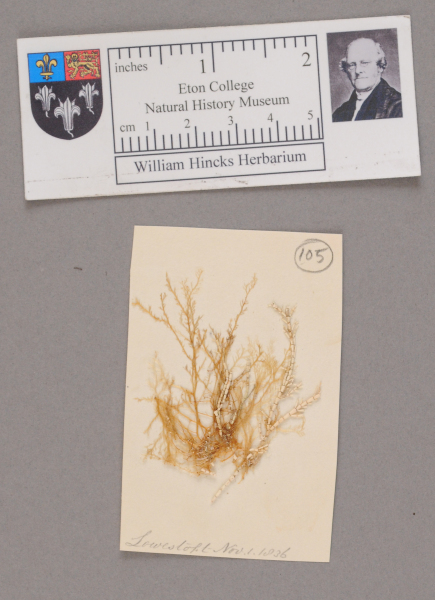 NHM_HH_1.105-2010 image NHM_HH_1.105-2010