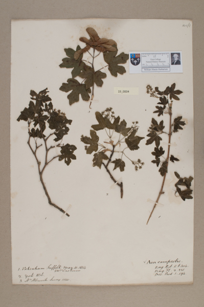 NHM_HH_19.4-2010 image NHM_HH_19.4-2010