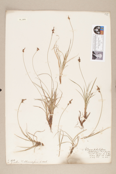 NHM_HH_33.70-2010 image NHM_HH_33.70-2010