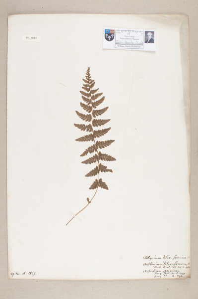 NHM_HH_5.2-2010 image NHM_HH_5.2-2010