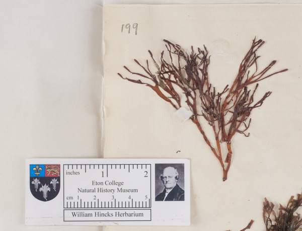 NHM_HH_1.199-2010 image NHM_HH_1.199-2010