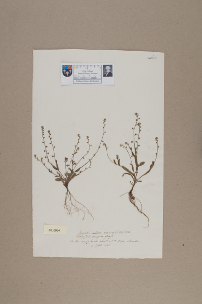 NHM_HH_20.54-2010 image NHM_HH_20.54-2010