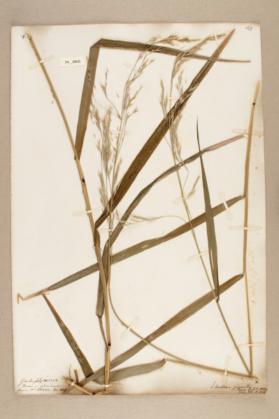 NHM_HH_34.9-2010 image NHM_HH_34.9-2010