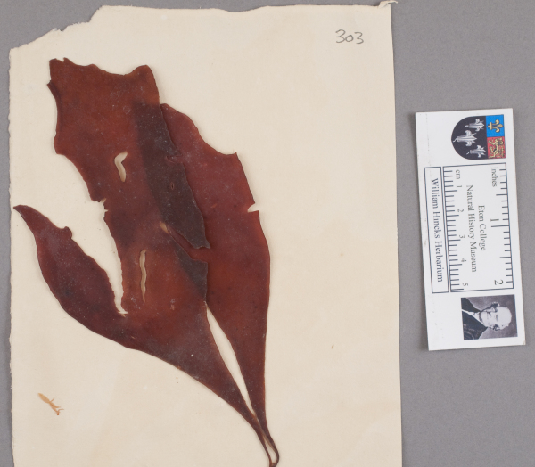 NHM_HH_1.303-2010 image NHM_HH_1.303-2010