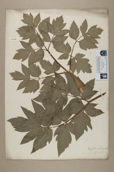 NHM_HH_22.29-2010 image NHM_HH_22.29-2010