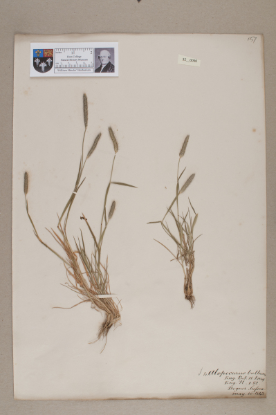 NHM_HH_35.90-2010 image NHM_HH_35.90-2010