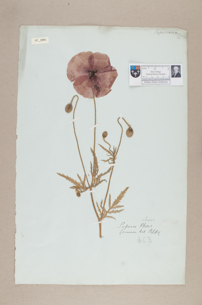 NHM_HH_7.95-2010 image NHM_HH_7.95-2010