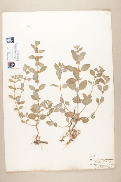 NHM_HH_23.75-2010 image NHM_HH_23.75-2010