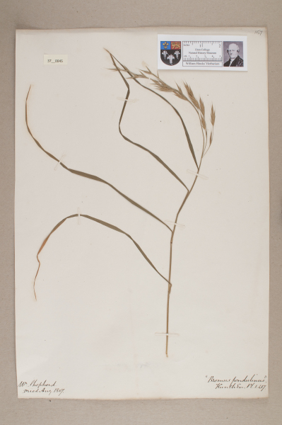 NHM_HH_37.45-2010 image NHM_HH_37.45-2010