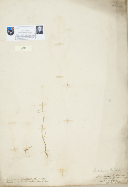 NHM_HH_11.11-2010 image NHM_HH_11.11-2010