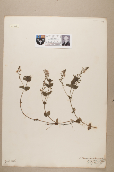 NHM_HH_25.49-2010 image NHM_HH_25.49-2010