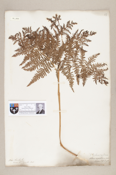 NHM_HH_4.26-2010 image NHM_HH_4.26-2010