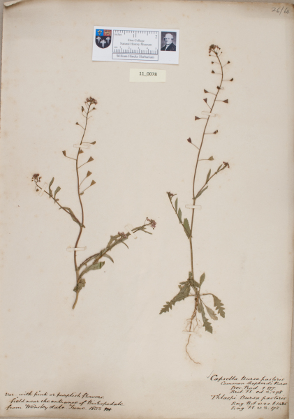 NHM_HH_11.78-2010 image NHM_HH_11.78-2010