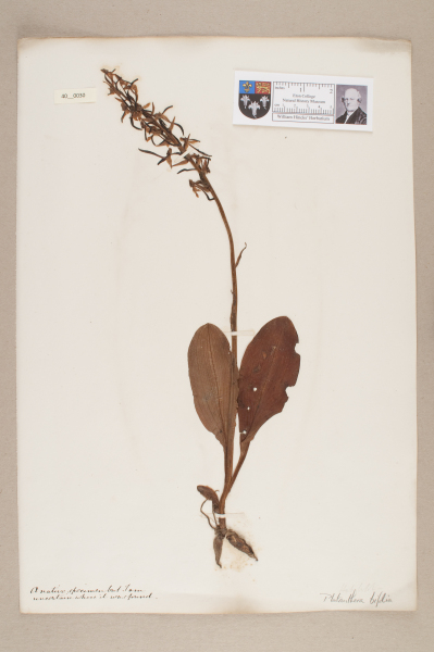 NHM_HH_40.30-2010 image NHM_HH_40.30-2010