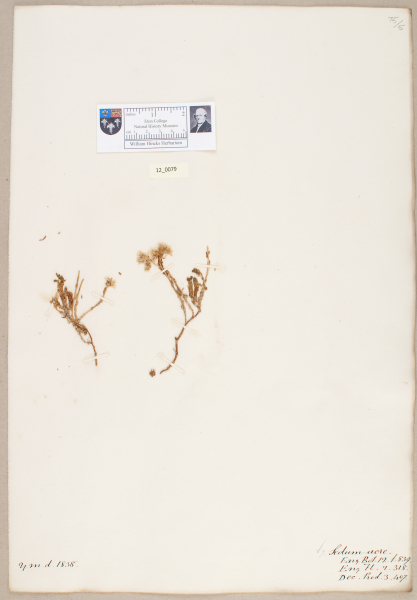 NHM_HH_12.79-2010 image NHM_HH_12.79-2010