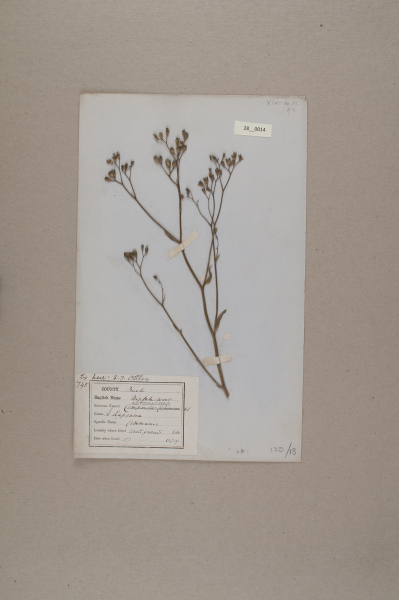 NHM_HH_28.14-2010 image NHM_HH_28.14-2010