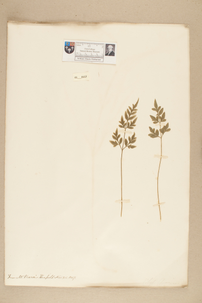 image NHM_HH_41.157-2010