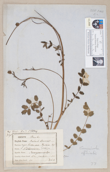 NHM_HH_13.88-2010 image NHM_HH_13.88-2010