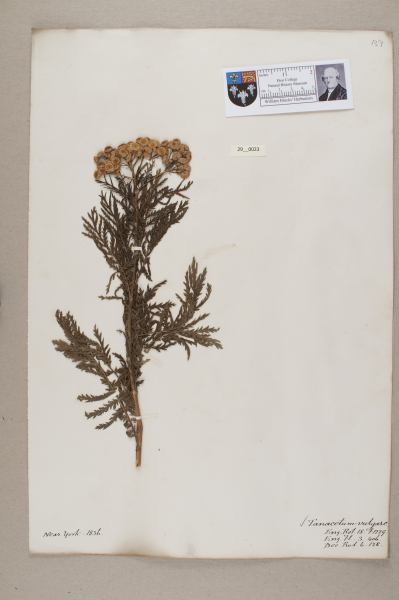 NHM_HH_29.23-2010 image NHM_HH_29.23-2010