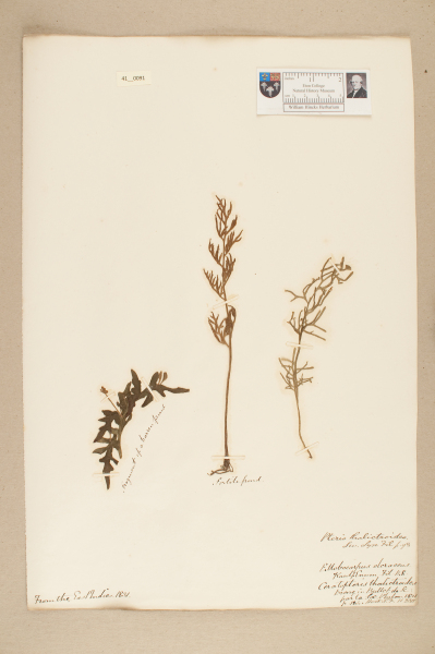 image NHM_HH_41.91-2010