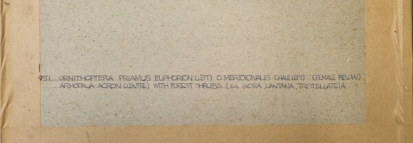 FDA-D.1786-2025-C image FDA-D.1786-2025-C