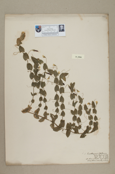 NHM_HH_15.66-2010 image NHM_HH_15.66-2010