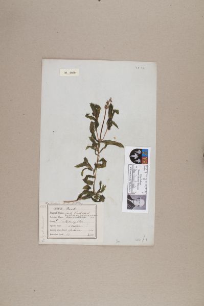 NHM_HH_30.20-2010 image NHM_HH_30.20-2010