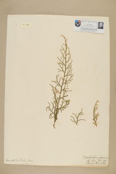 NHM_HH_42.33-2010 image NHM_HH_42.33-2010