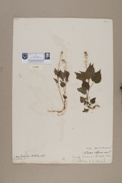 NHM_HH_17.39-2010 image NHM_HH_17.39-2010