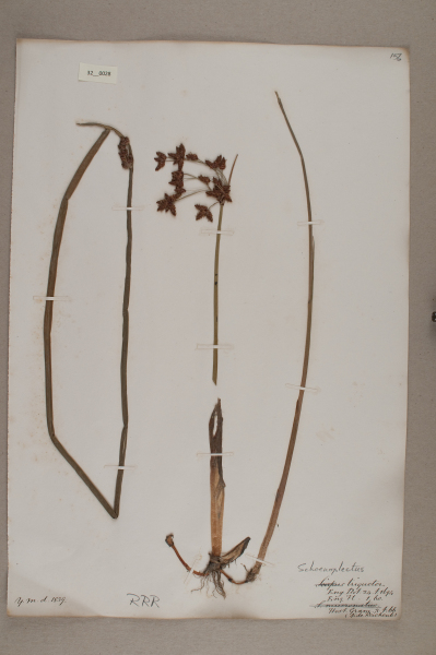 NHM_HH_32.28-2010 image NHM_HH_32.28-2010