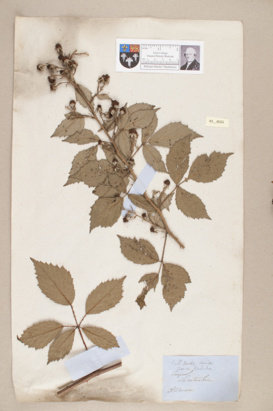 NHM_HH_43.35-2010 image NHM_HH_43.35-2010