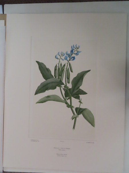 image FDA-E.2916_3_13-2016