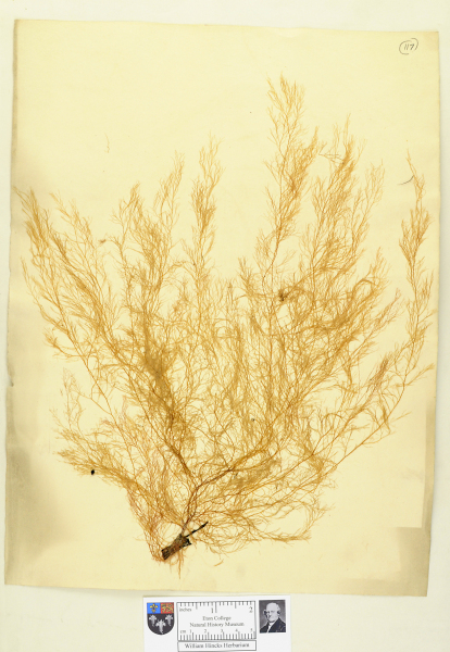 NHM_HH_1.117-2010 image NHM_HH_1.117-2010