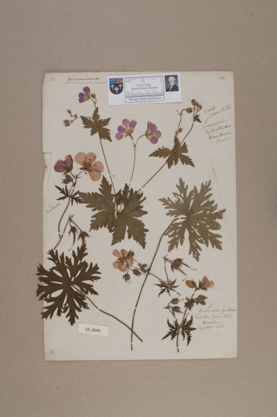 NHM_HH_19.49-2010 image NHM_HH_19.49-2010