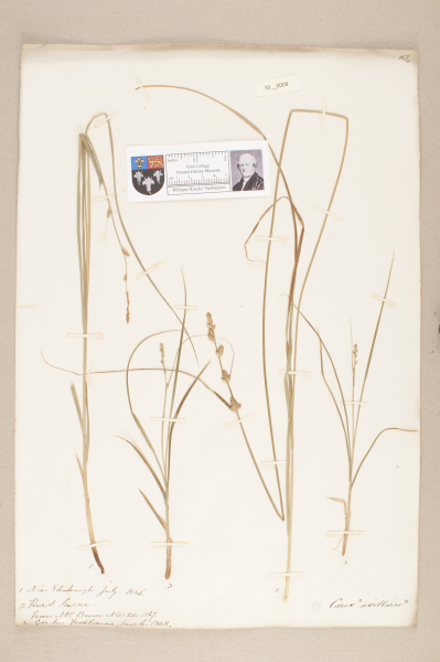 NHM_HH_33.8-2010 image NHM_HH_33.8-2010