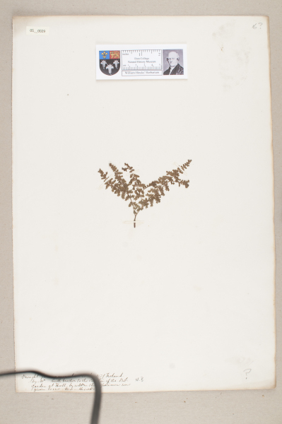 NHM_HH_5.29-2010 image NHM_HH_5.29-2010