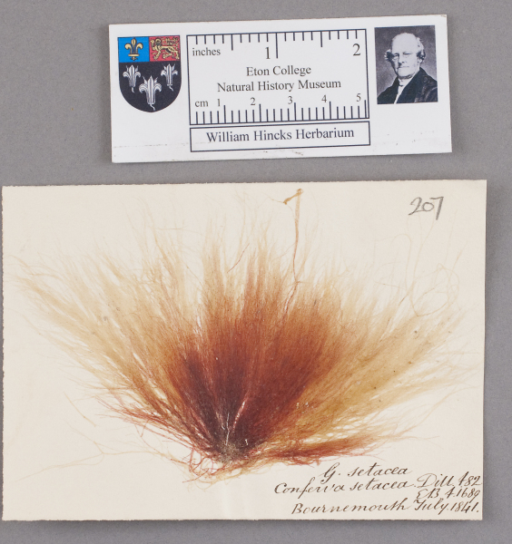 NHM_HH_1.207-2010 image NHM_HH_1.207-2010