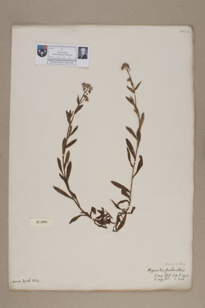 NHM_HH_20.63-2010 image NHM_HH_20.63-2010