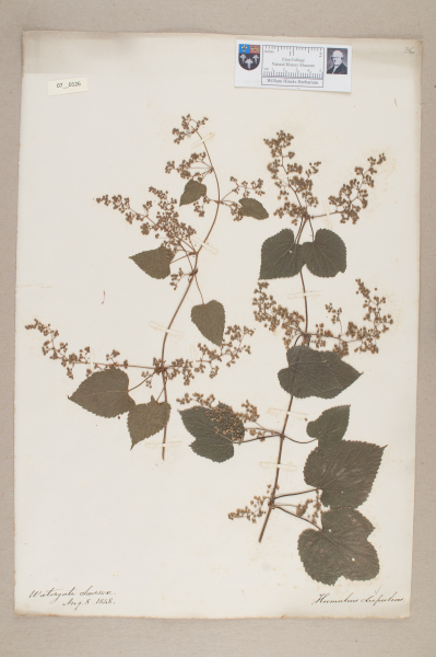 NHM_HH_7.126-2010 image NHM_HH_7.126-2010