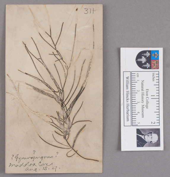 NHM_HH_1.311-2010 image NHM_HH_1.311-2010