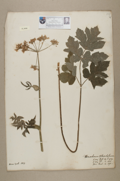 NHM_HH_22.38-2010 image NHM_HH_22.38-2010