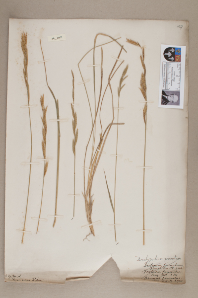 NHM_HH_36.1-2010 image NHM_HH_36.1-2010